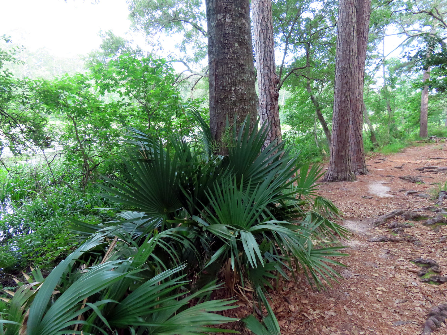 Pathway through a forest with large trees and green foliage on Dwarf Palmetto palms.