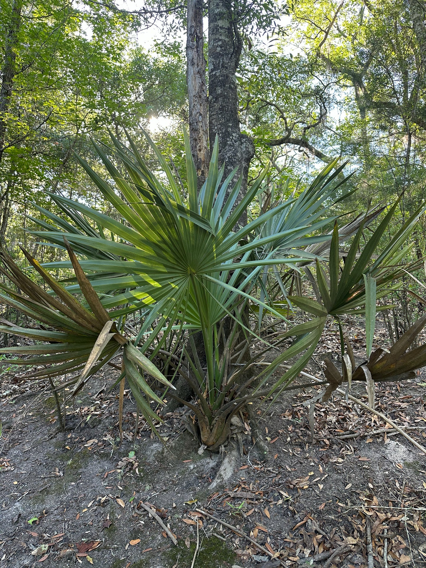 Dwarf Palmetto Palm tree in a forest setting with sunlight filtering through the leaves