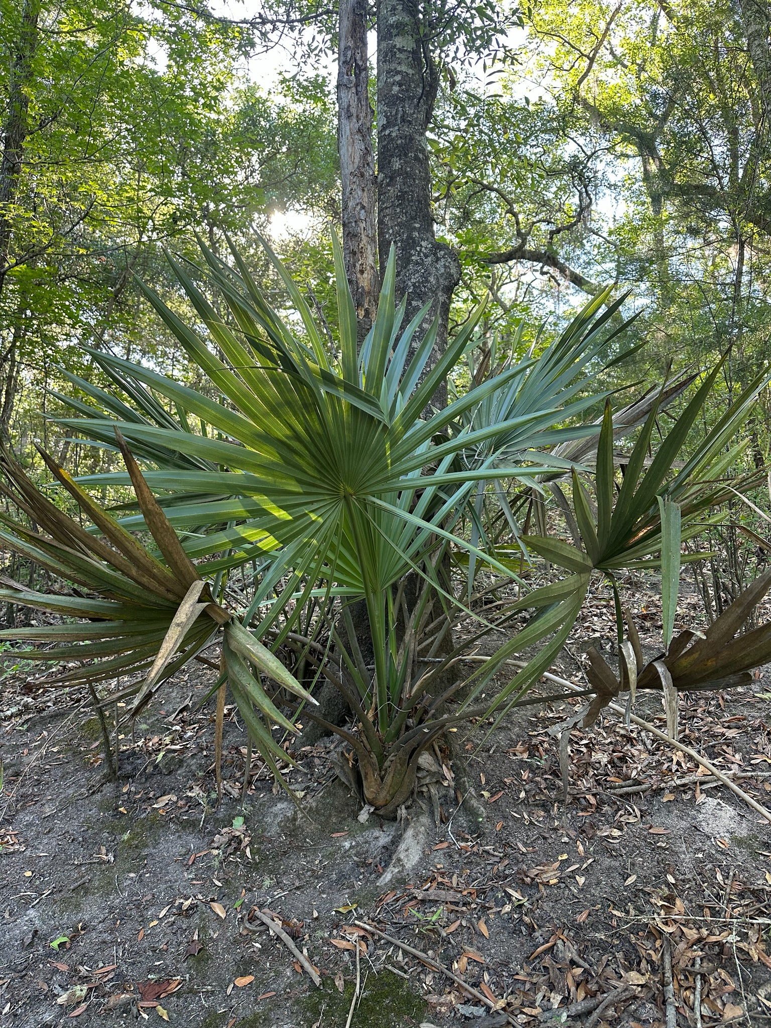 Dwarf Palmetto Palm tree in a forest setting with sunlight filtering through the leaves