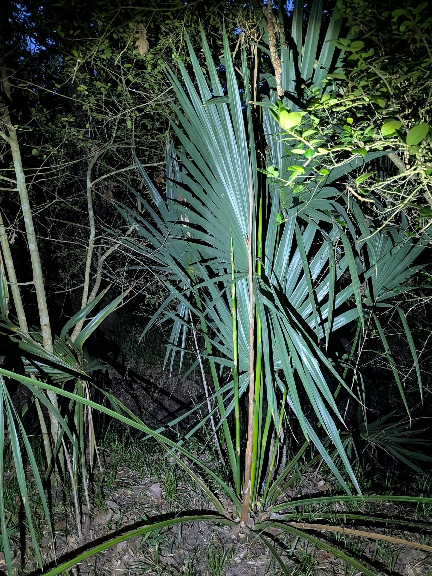 Dwarf Palmetto Palm tree in a forest at night with limited lighting