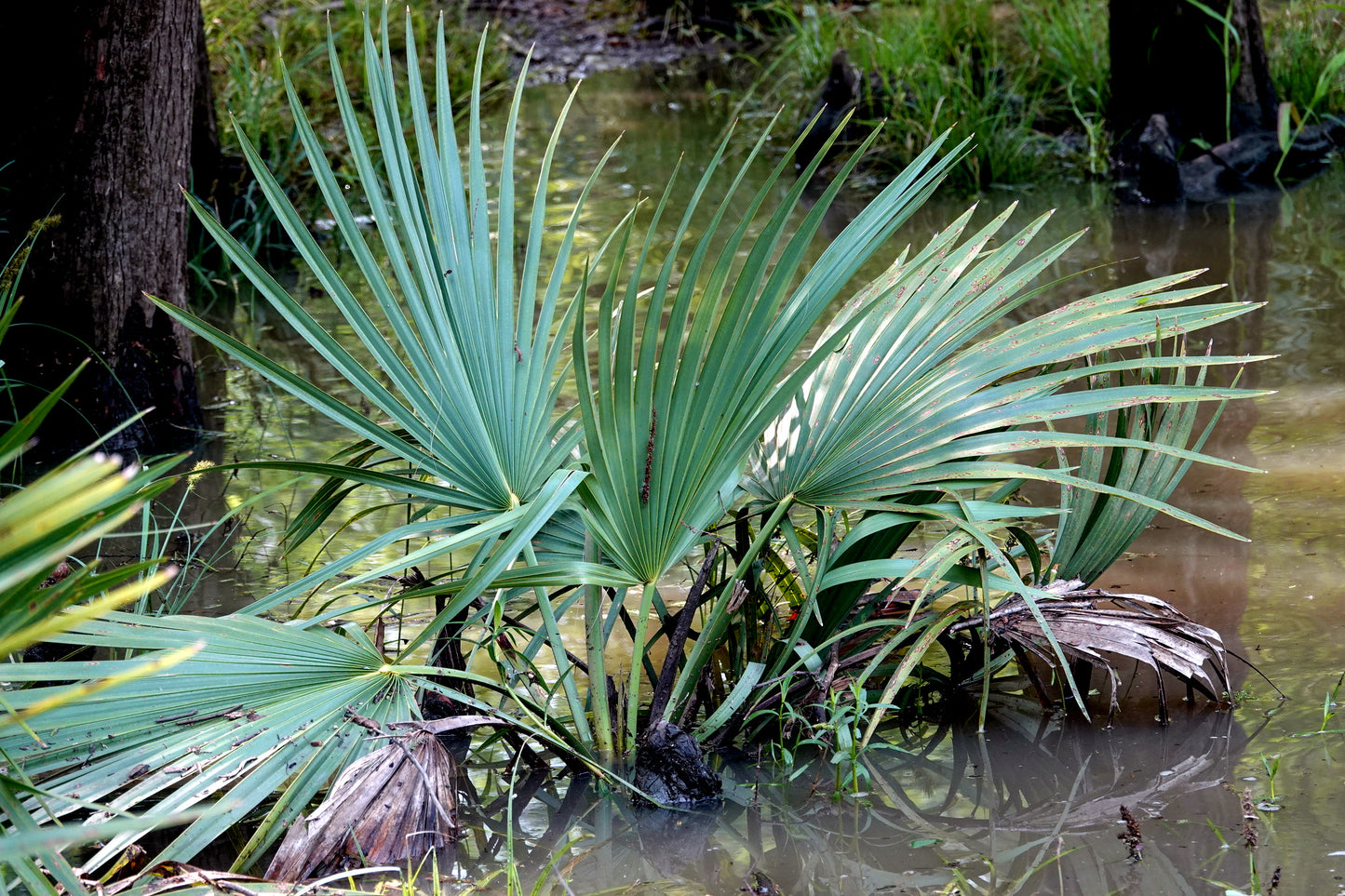 Dwarf Palmetto Palm plant growing in a wetland area with water and other plants in the background. (Sabal minor)
