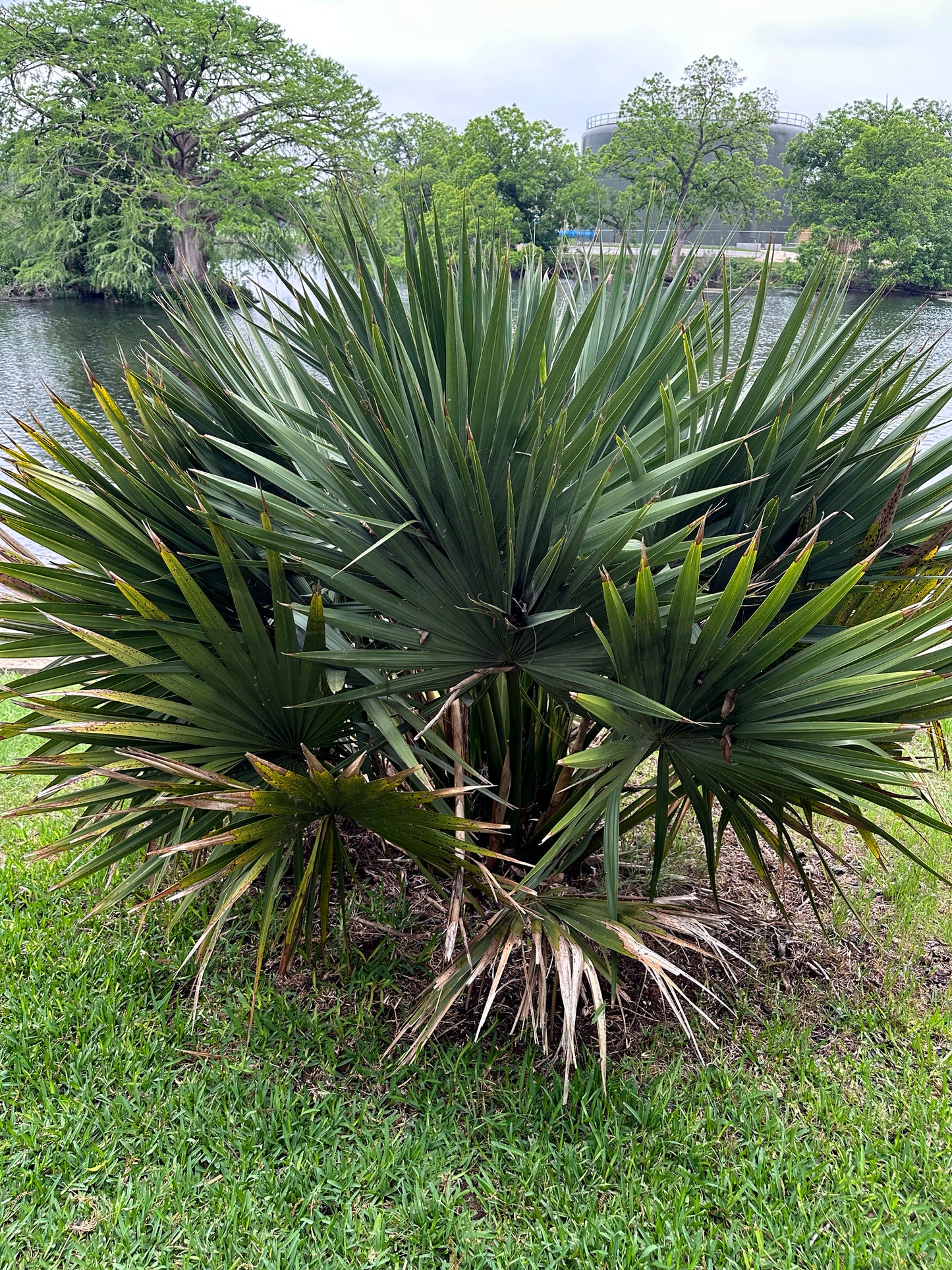 Dwarf Palmetto Palm tree plant in a grassy area with a body of water and trees in the background