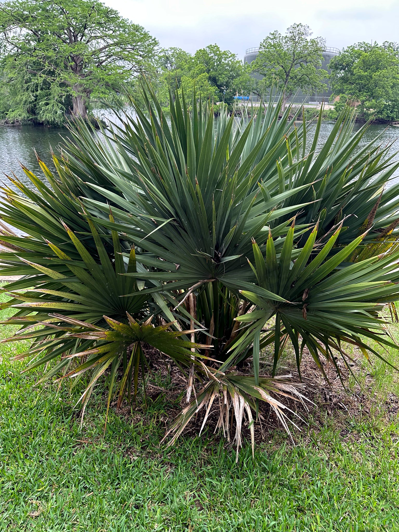 Dwarf Palmetto Palm tree plant in a grassy area with a body of water and trees in the background