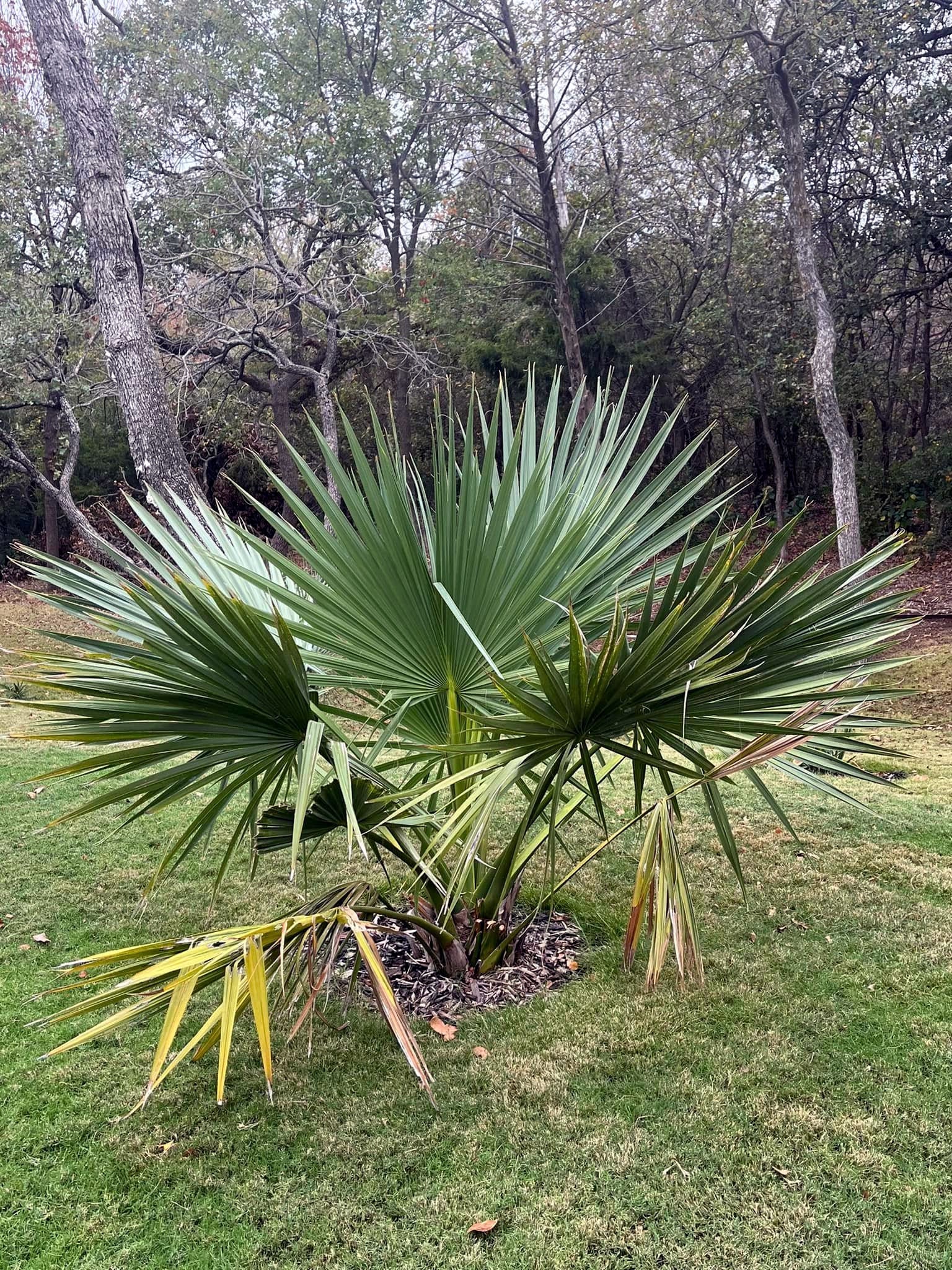 Dwarf Palmetto Palm tree in a garden setting with grass and trees in the background. (Sabal minor)