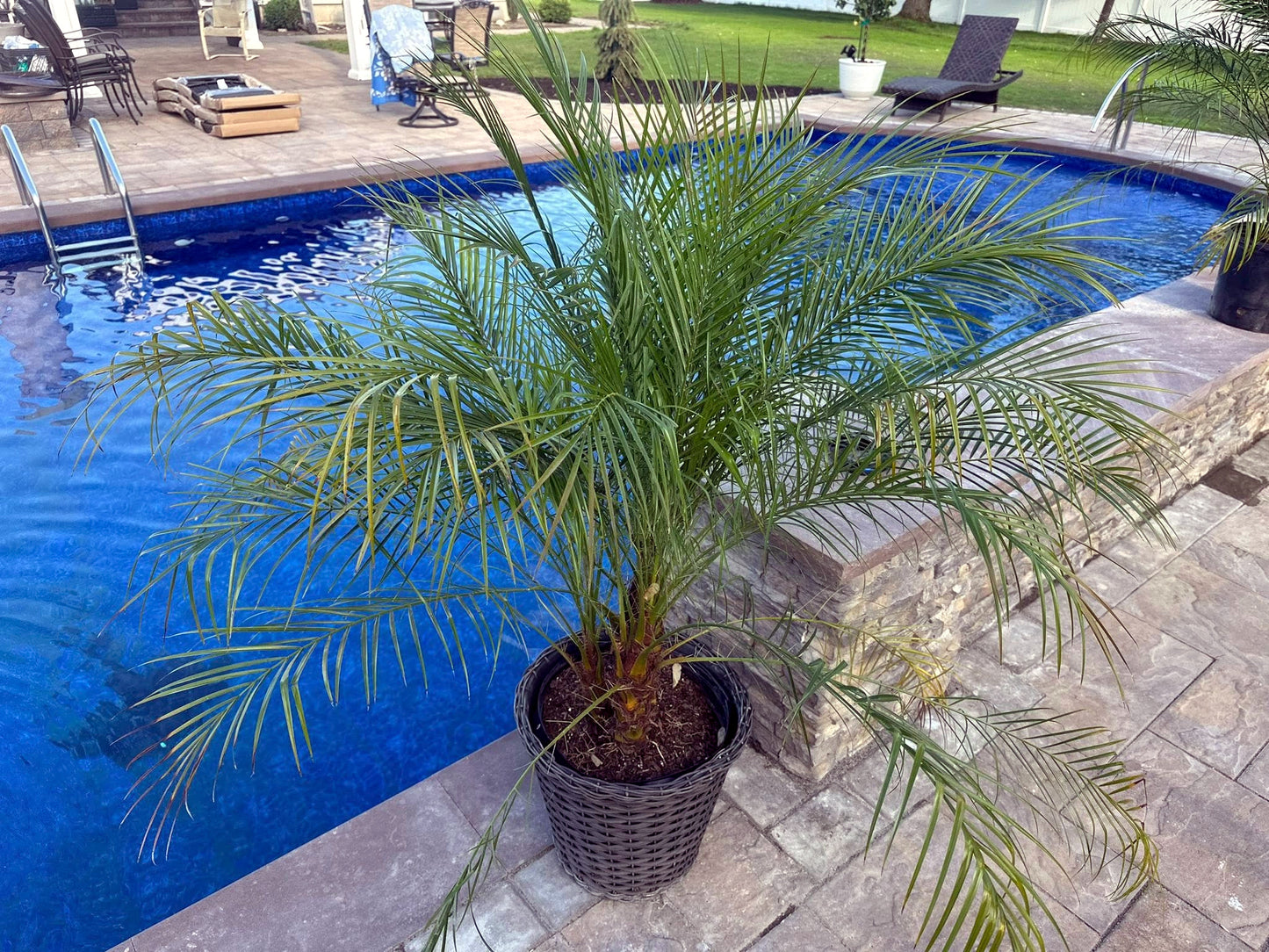 Potted Dwarf Pygmy Date palm tree by a poolside. (Phoenix roebelenii)