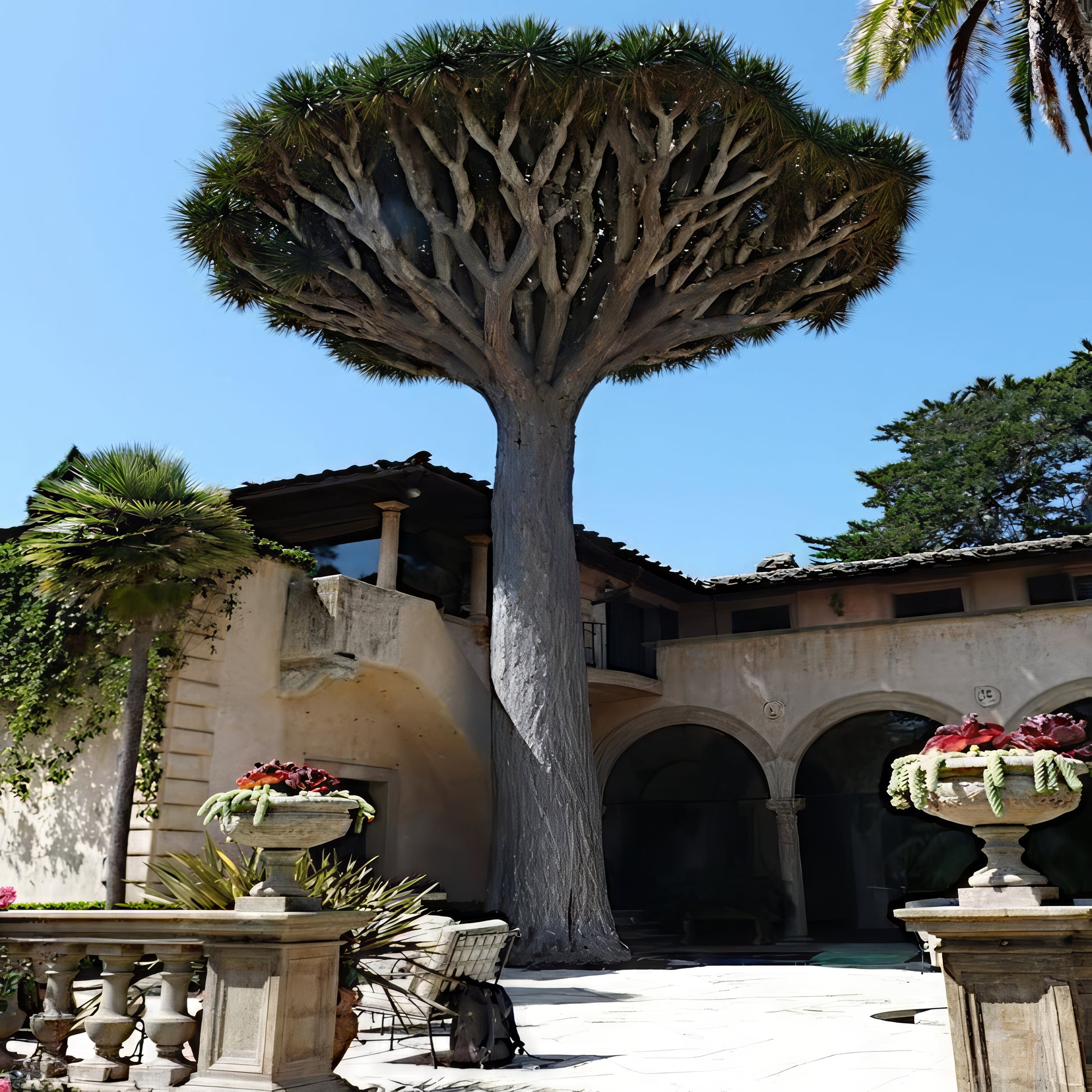 Large Dragon's blood draco tree with unique branching structure in a courtyard setting
