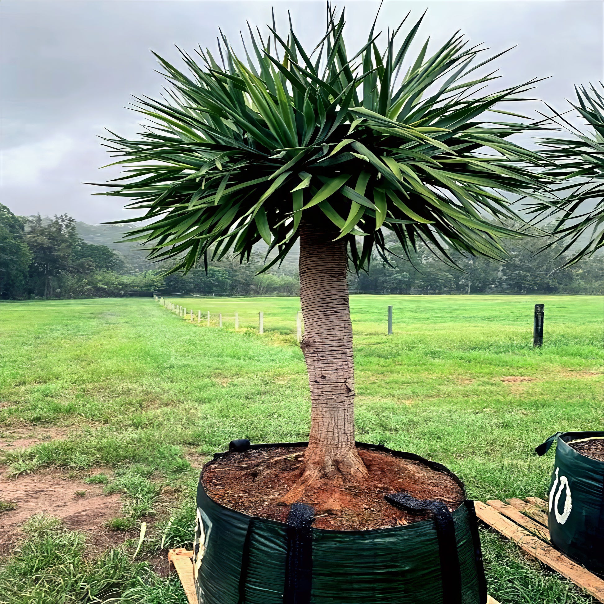 Potted tropical dragons blood tree plant in a field with a cloudy sky