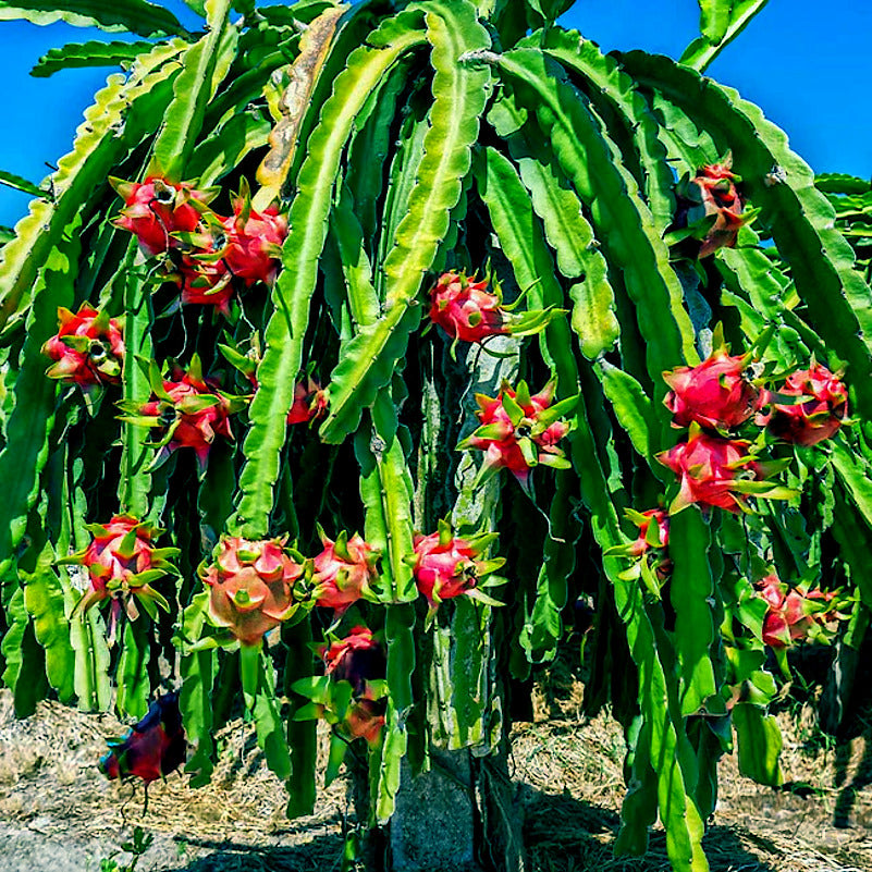 White dragon fruits with green cactus vine stems and blue sky background. (Hylocereus undatus)