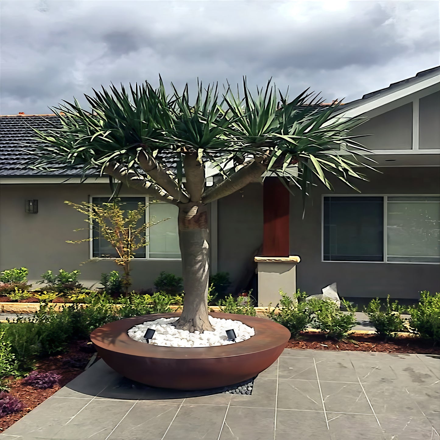 Large potted Draco plant in a garden setting with a house in the background