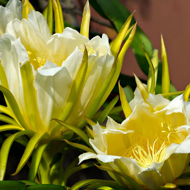 White and yellow Dragon fruit flowers in bloom with cactus vine stem background. (Hylocereus undatus)