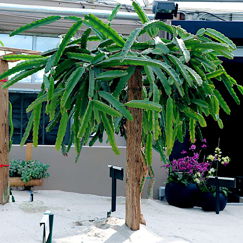 White dragon fruit tree grown on post trellis system in white sand. (Hylocereus undatus)