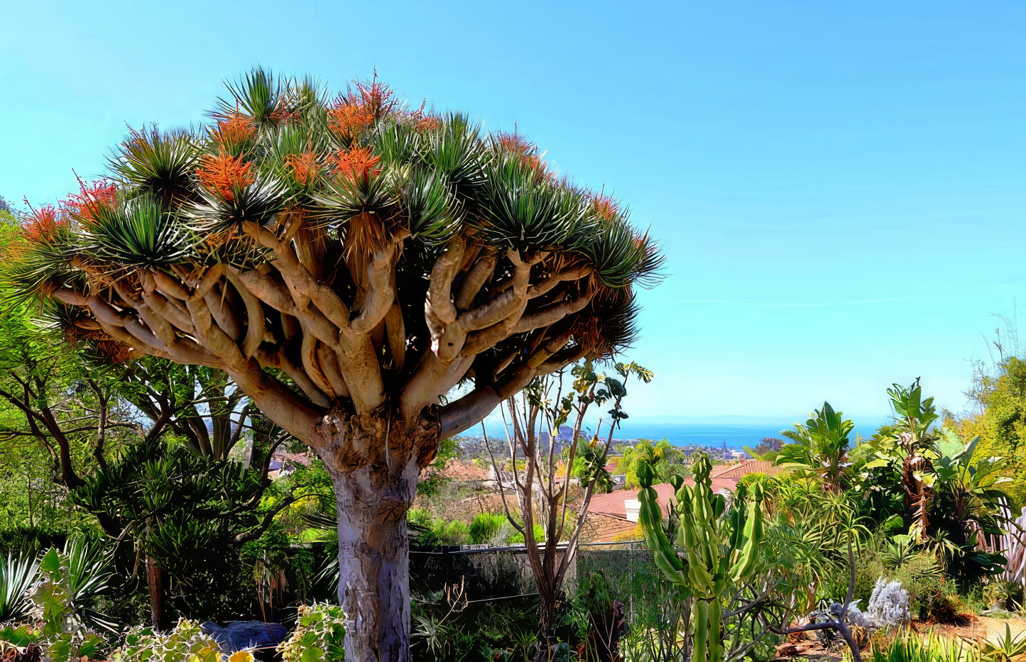 Dragons blood tree in a garden with a clear blue sky and distant ocean view