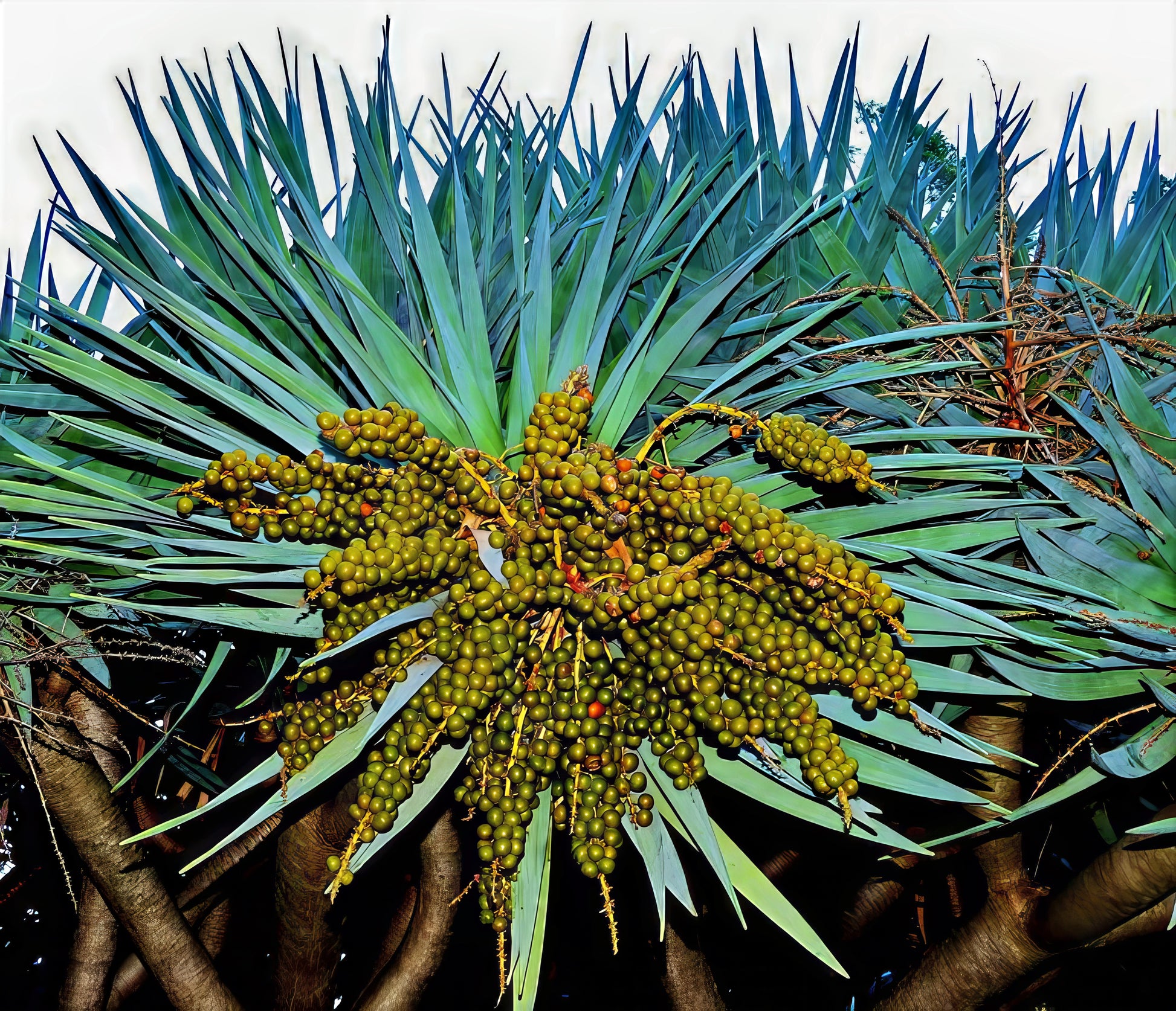 Close-up of a Dragon's blood tree with green leaves and yellow fruit against a white background