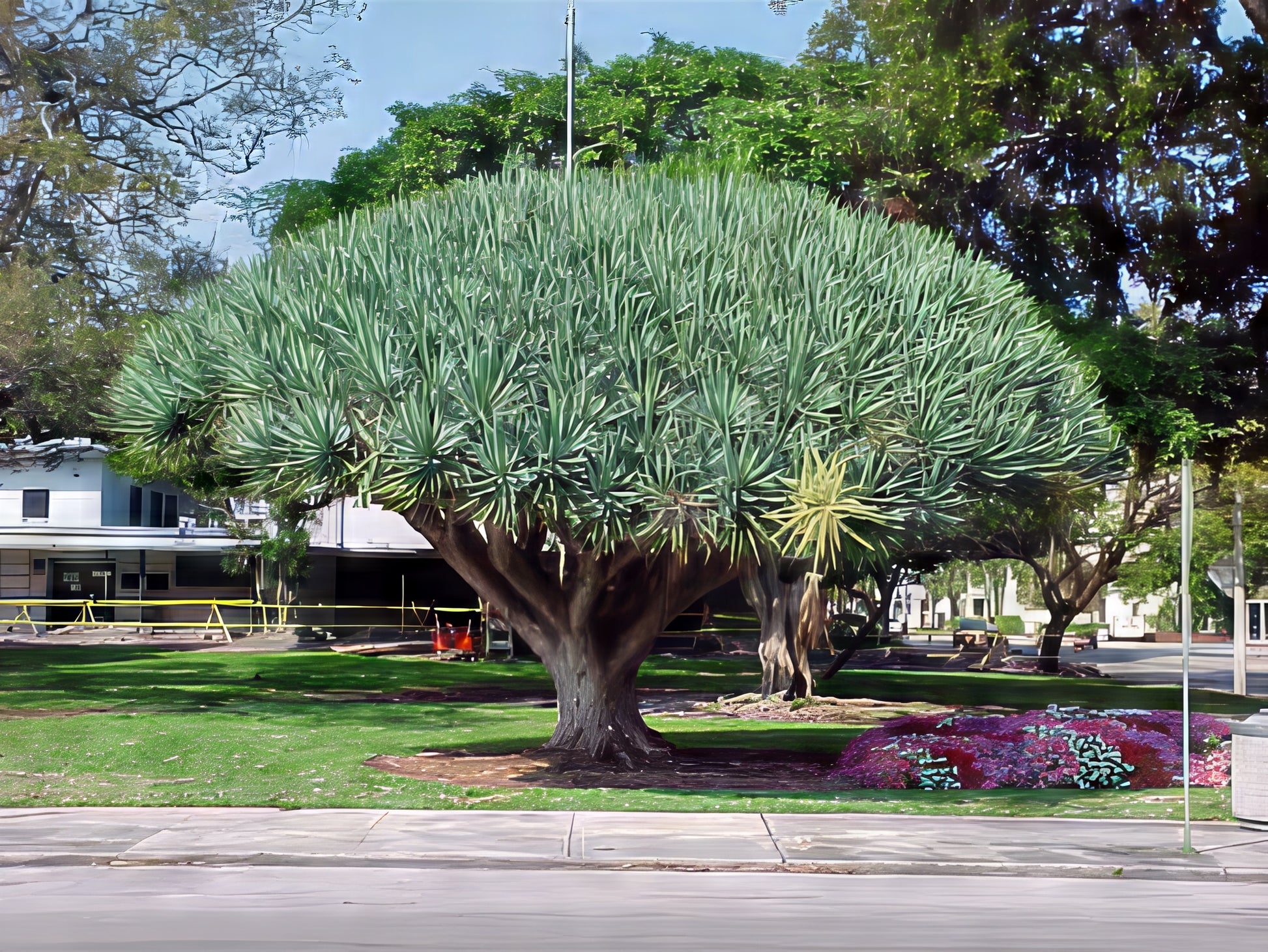 Large dragons blood tree in a park with a building and street in the background