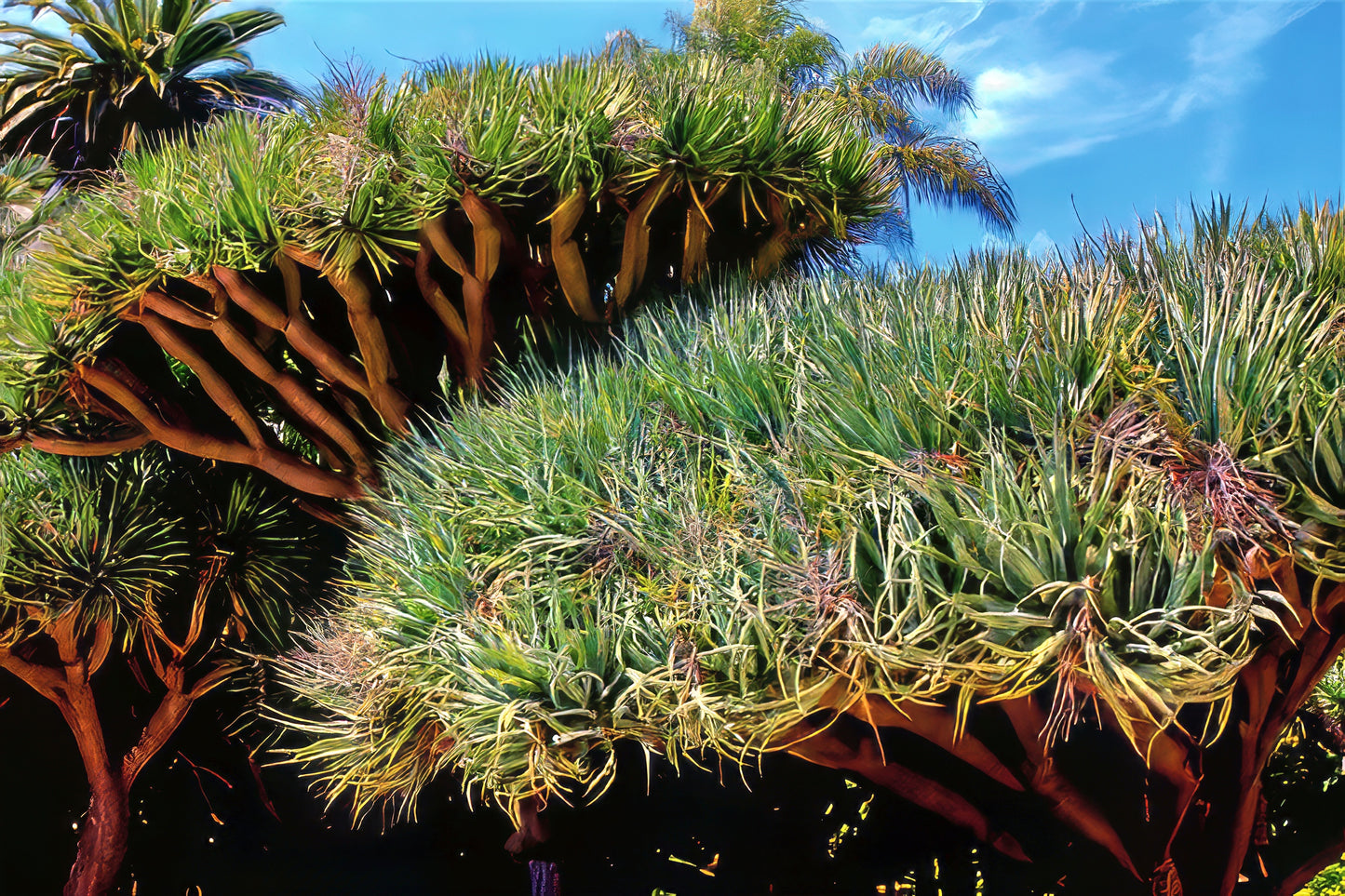 Tropical Dragons blood trees with a clear blue sky in the background