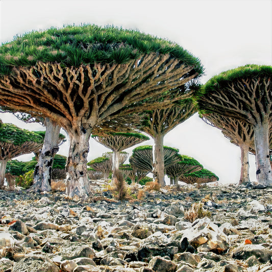 Dragons blood (Dracaena draco) trees on a rocky landscape with a clear sky.