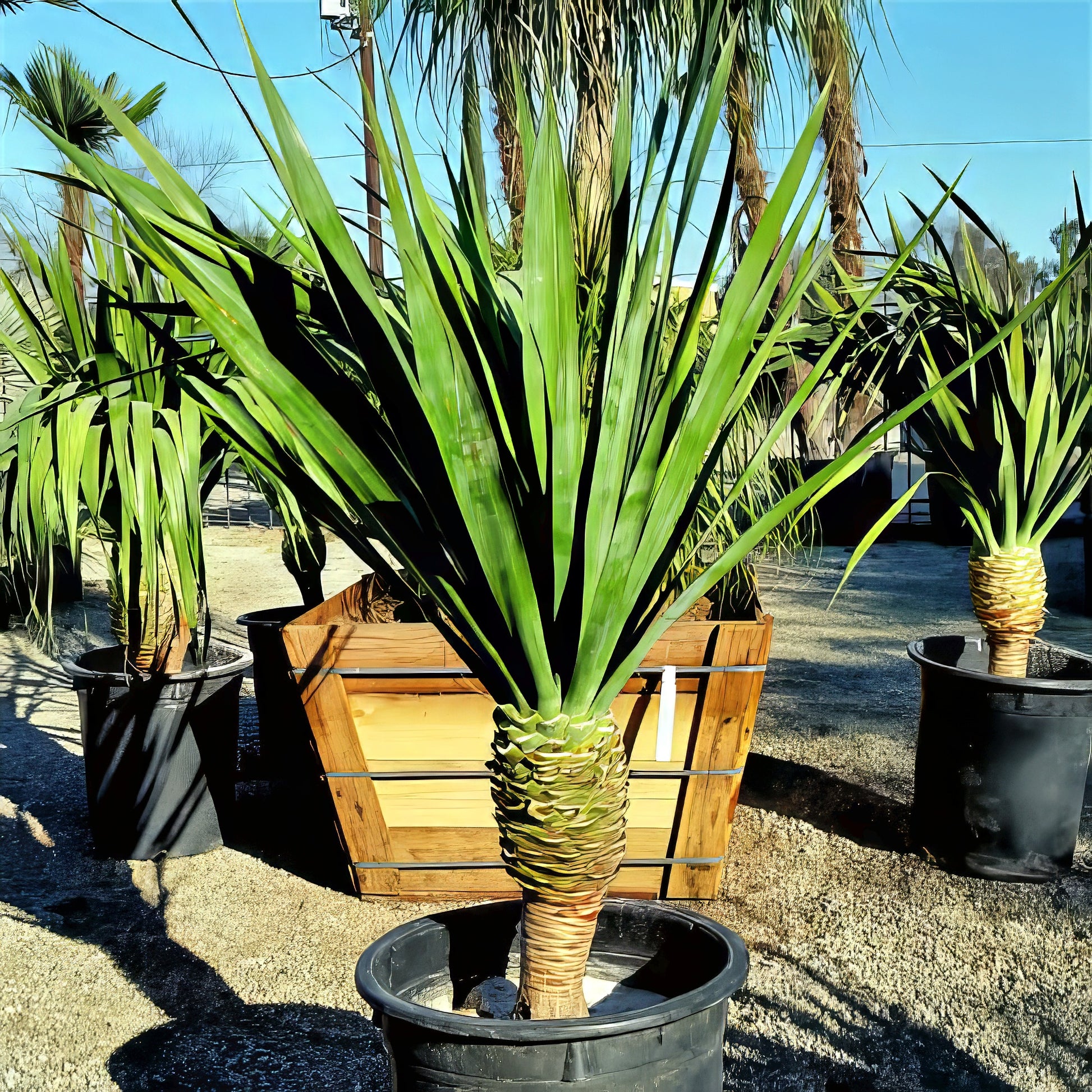 Potted tropical Dracaena draco plants in a garden setting with a clear sky.