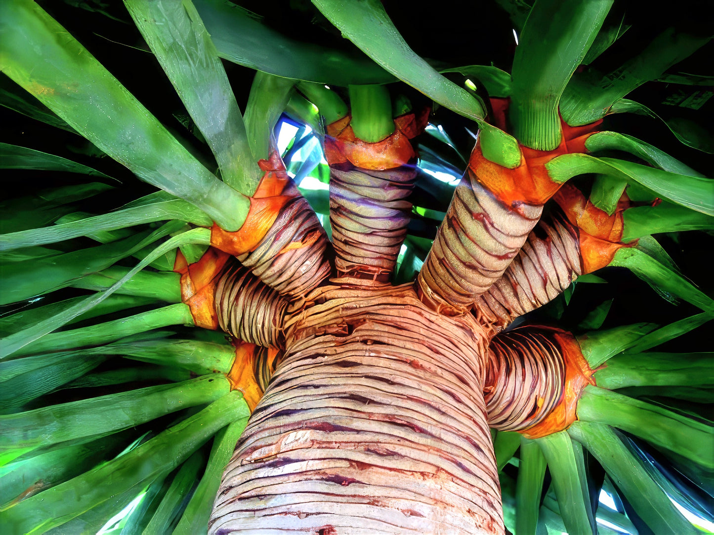 Close-up of a Dragons blood canary island tree with detailed trunk and fronds