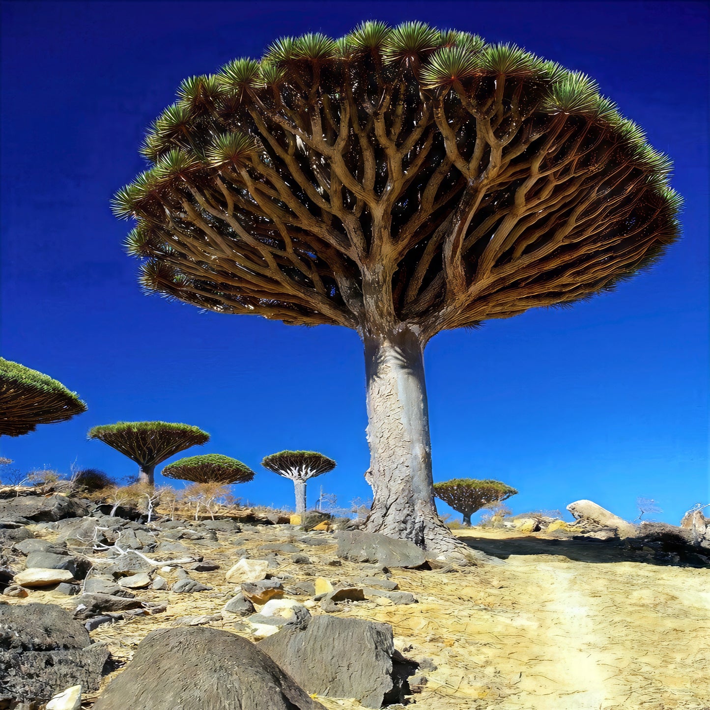 Dragon's blood tree on a rocky landscape with clear blue sky