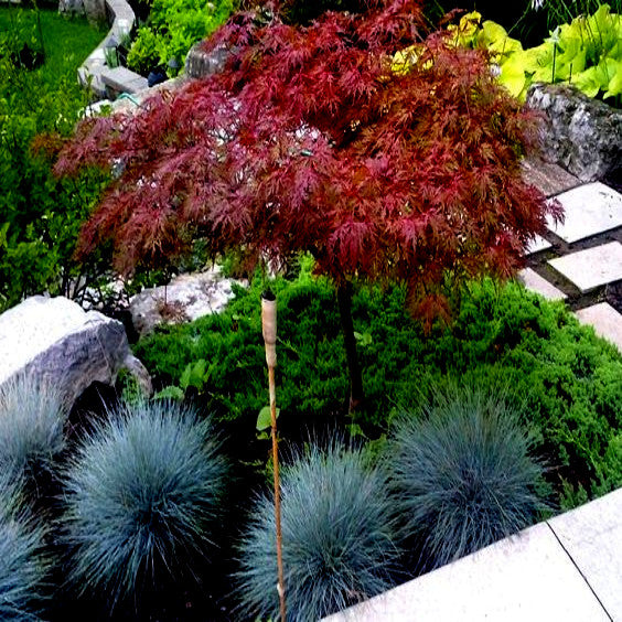 Garden scene with Dwarf Japanese Red Linear Leaf Maple tree, blue fescue grass, and stone pathway.
