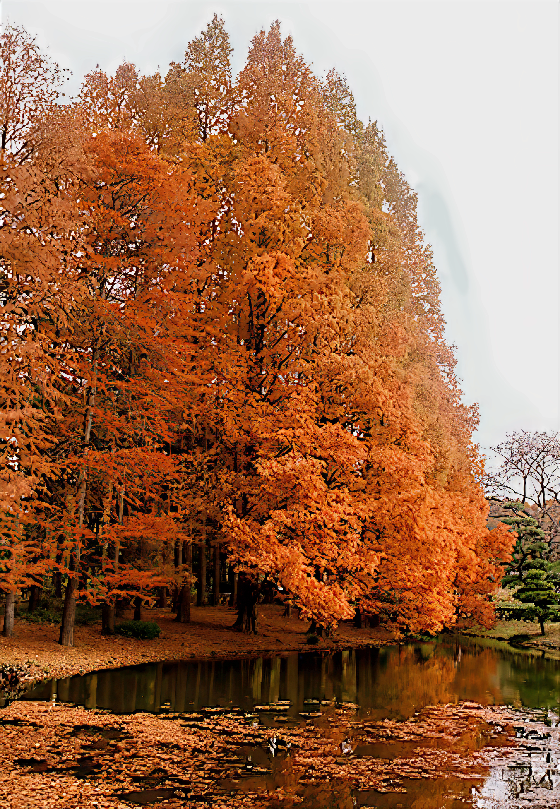 Autumn Dawn Redwood trees with orange leaves by a pond