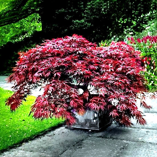 Bonsai Dwarf Red Japanese Linear-leaf maple tree in container with green background. Acer (palmatum Scolopendrifolium)
