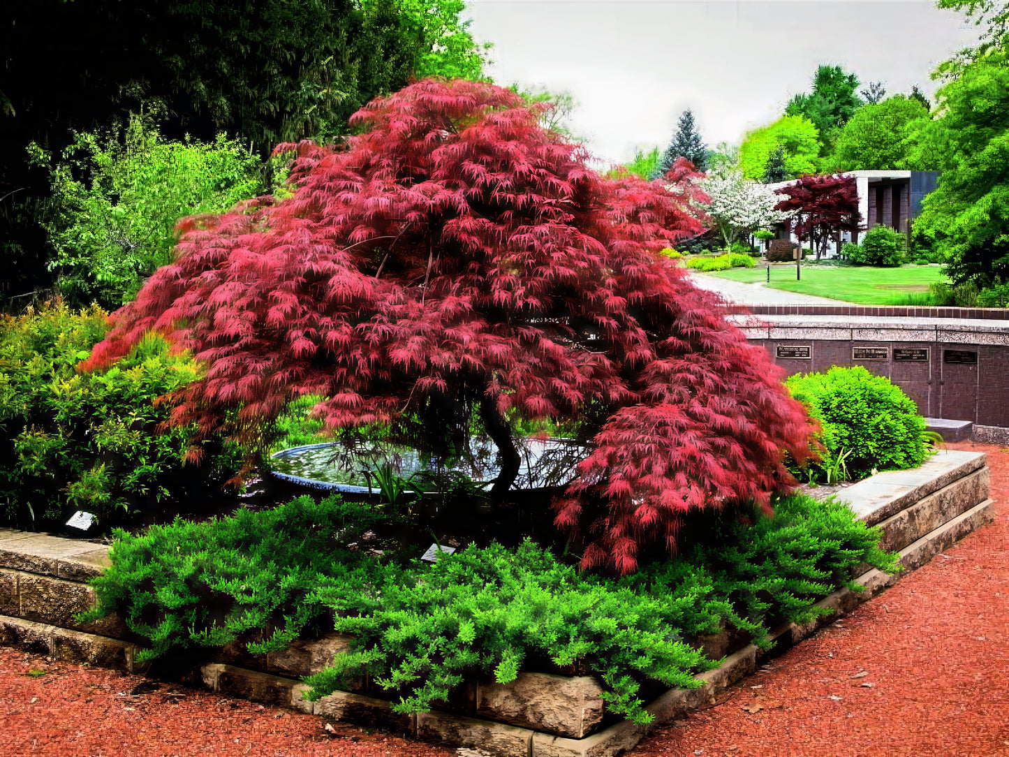 Red-leaved Dwarf Japanese Red Linear Leaf Maple tree in a garden with green shrubs and a building in the background