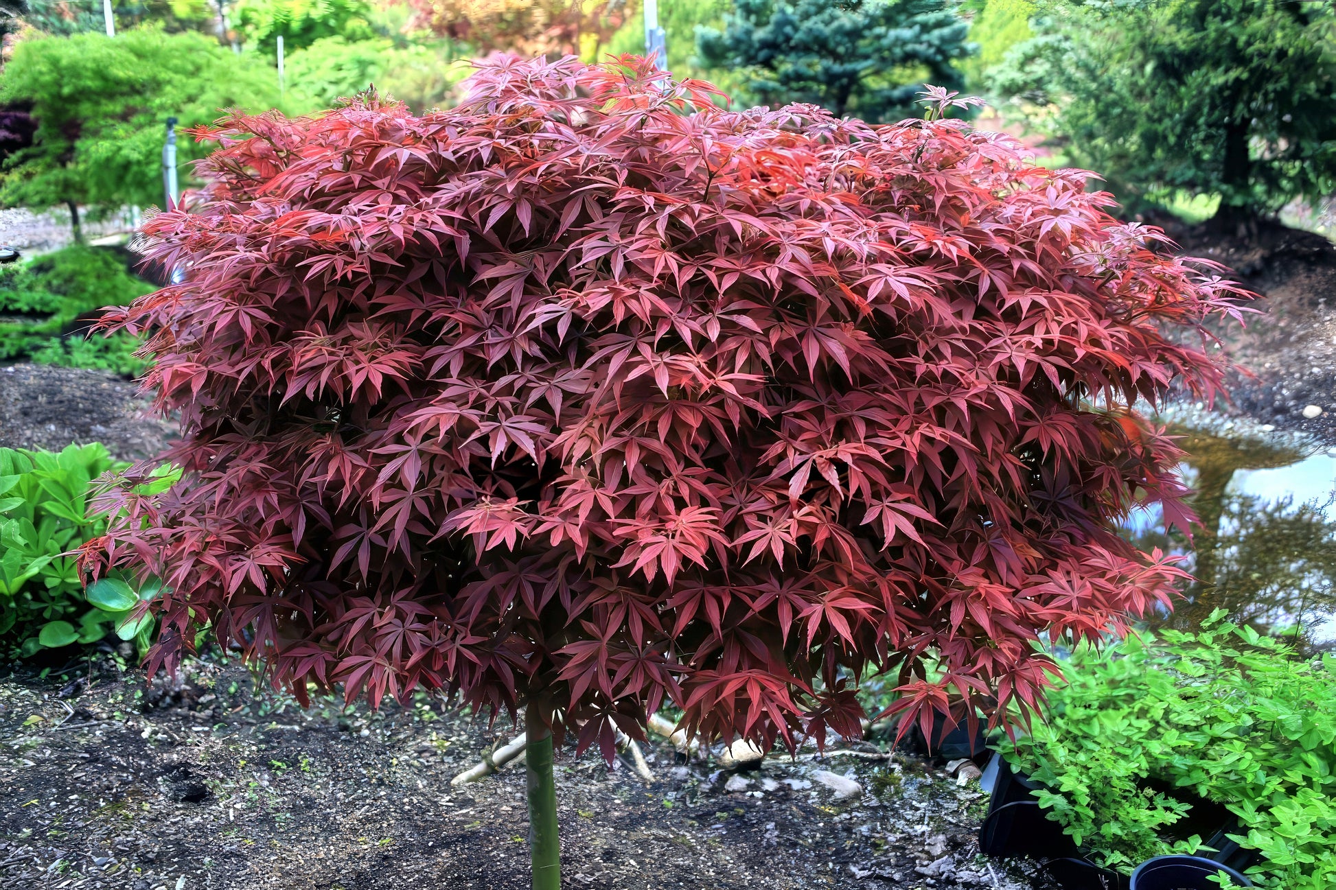 Dwarf Japanese Red Linear Leaf Maple tree in a garden setting with green foliage in the background. (Acer palmatum var. scolopendrifolium)