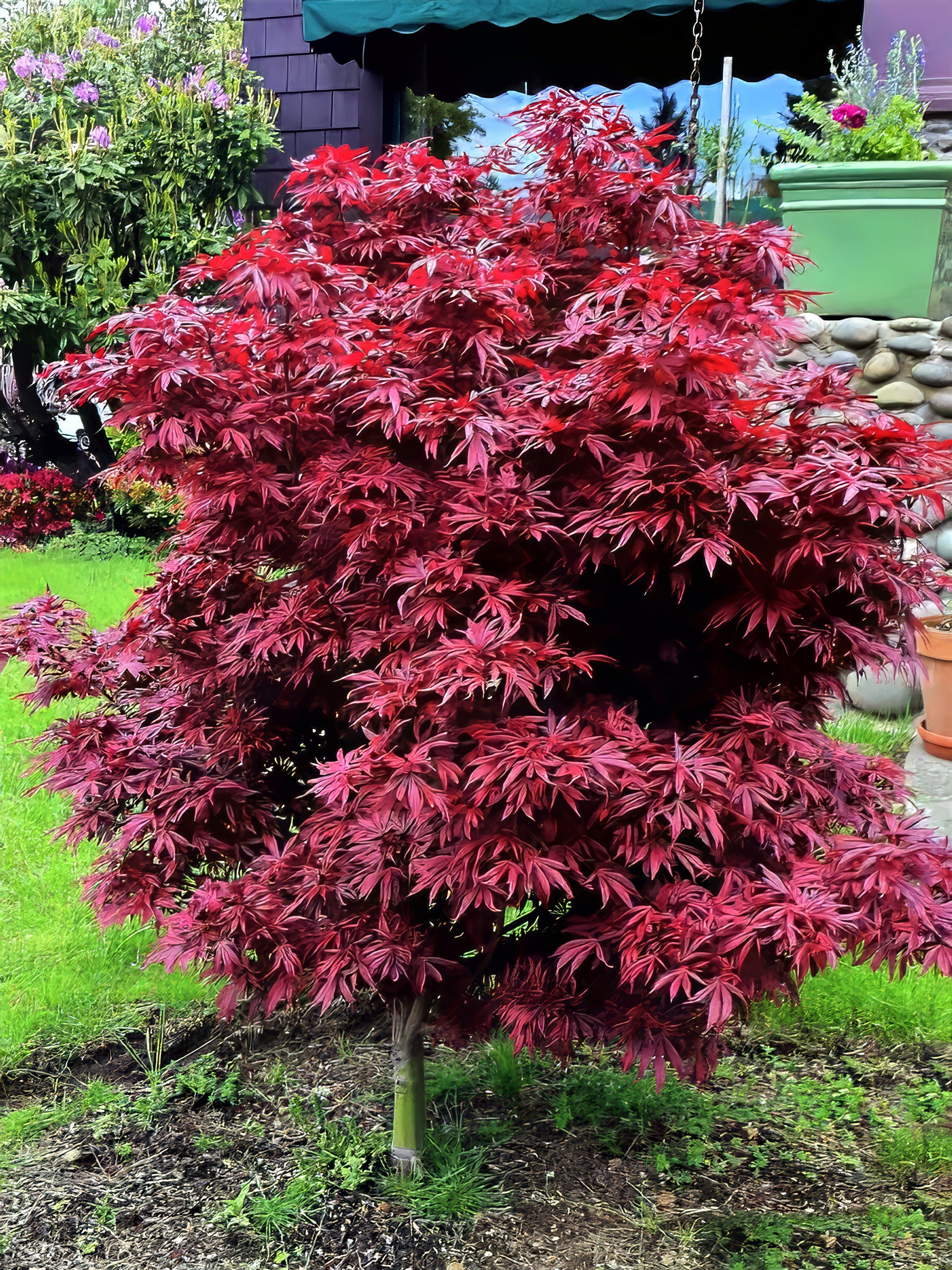 Dwarf Japanese Red Linear Leaf Maple tree in a garden setting with a building and plants in the background