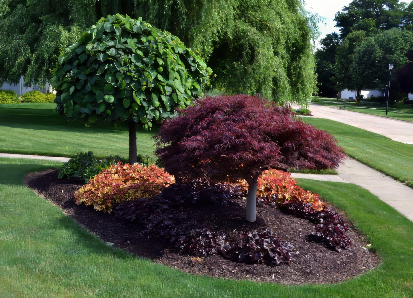 Garden with a Dwarf Japanese Red Linear Leaf Maple tree and shrubs in a well-maintained landscape.