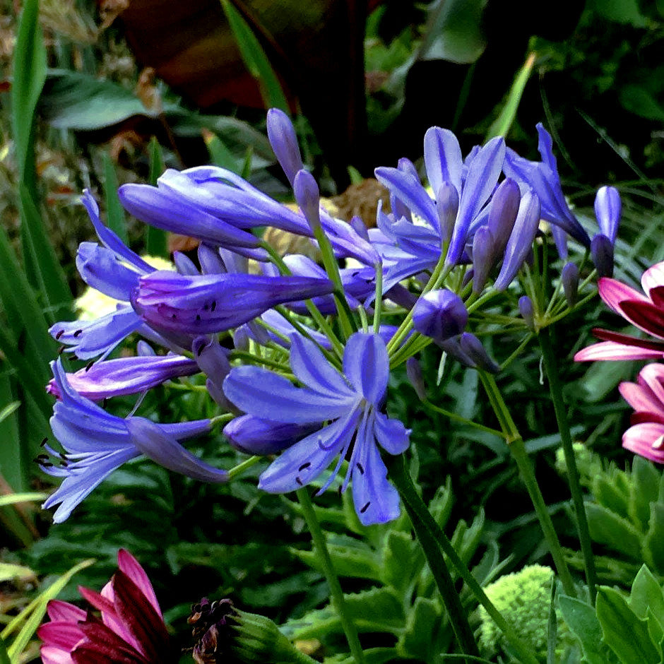 Close-up of Dwarf Blue Lily of the Nile flowers with green foliage in the background