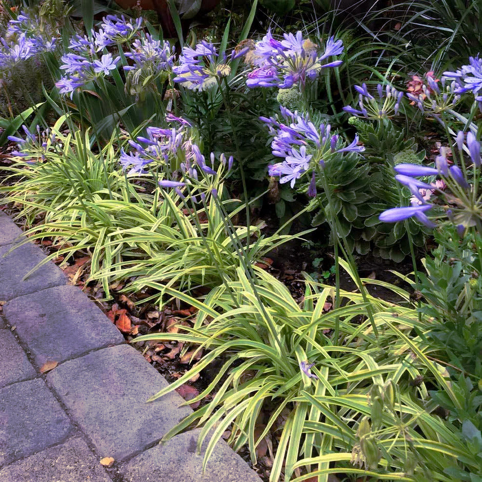 Blue Lily of the Nile flowers and green plants in a garden setting with a paved path. (Agapanthus ‘Peter Pan’)