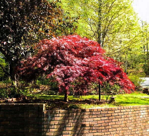 Dwarf Japanese Red Linear Leaf Maple Tree with red foliage in a park setting with a brick wall in the foreground. (Acer palmatum var. scolopendrifolium)