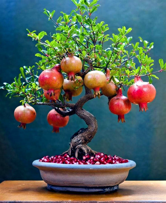 Potted Dwarf Pomegranate (Punica granatum “Nana”) bonsai tree with ripe pomegranates against a blue background