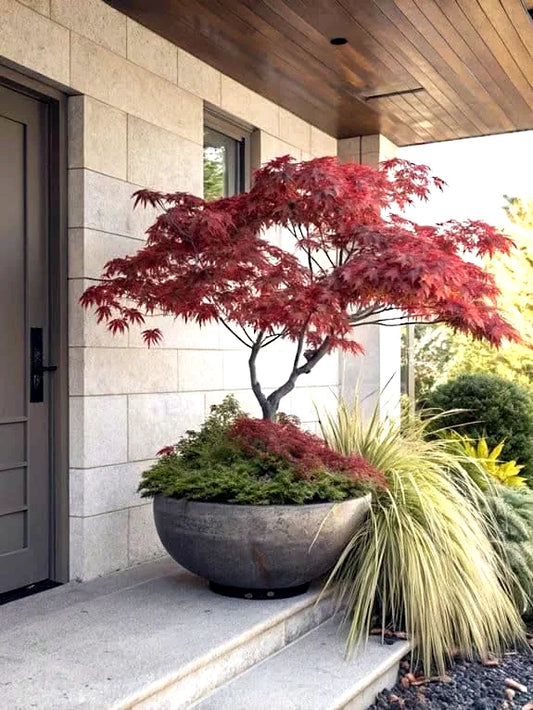 Dwarf Japanese Red Maple tree in a pot outside a modern building. (Acer palmatum var. scolopendrifolium)