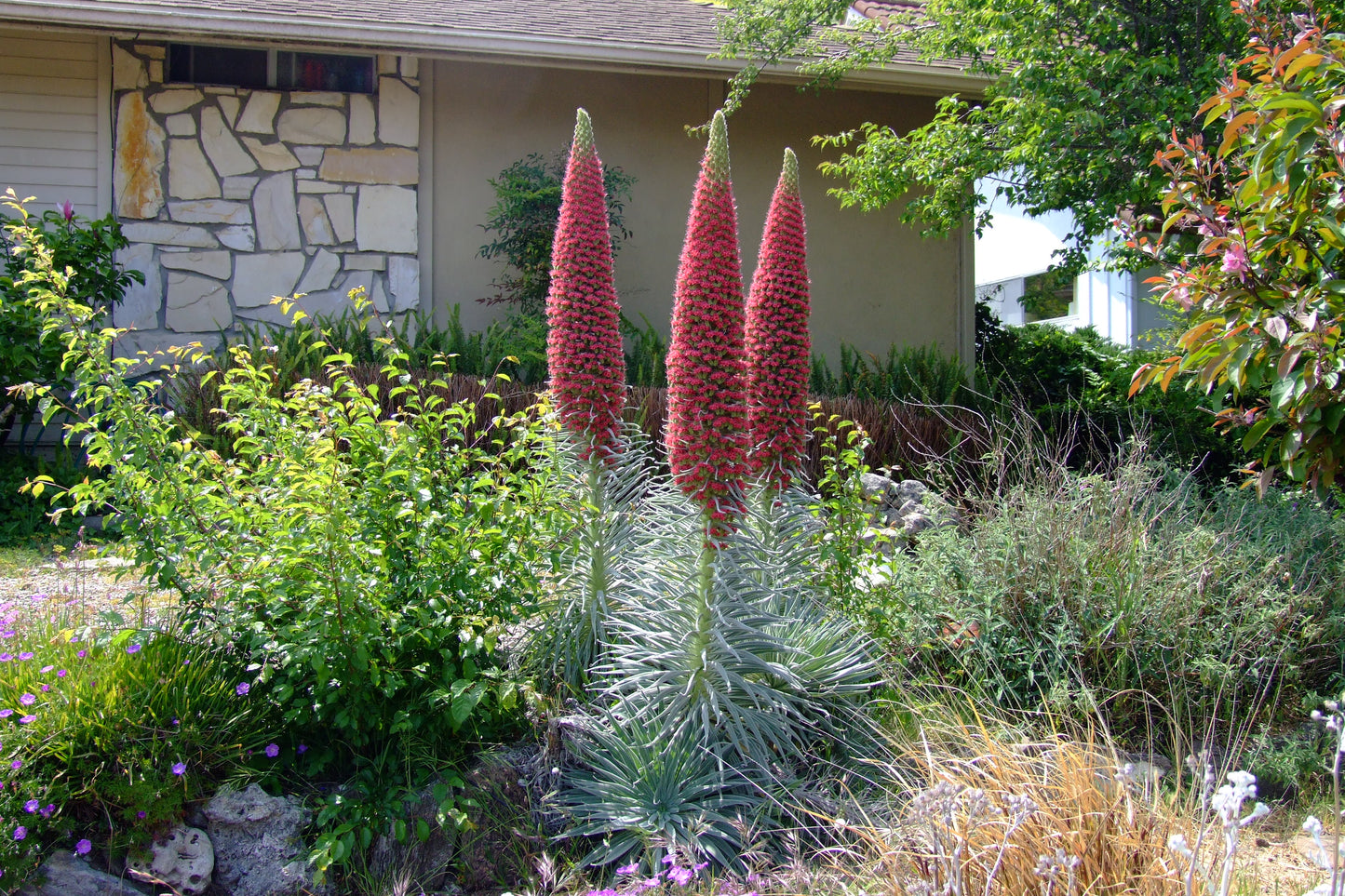 Tall red tower of jewels flowers in a garden setting with a house in the background. (Echium wildpretii)