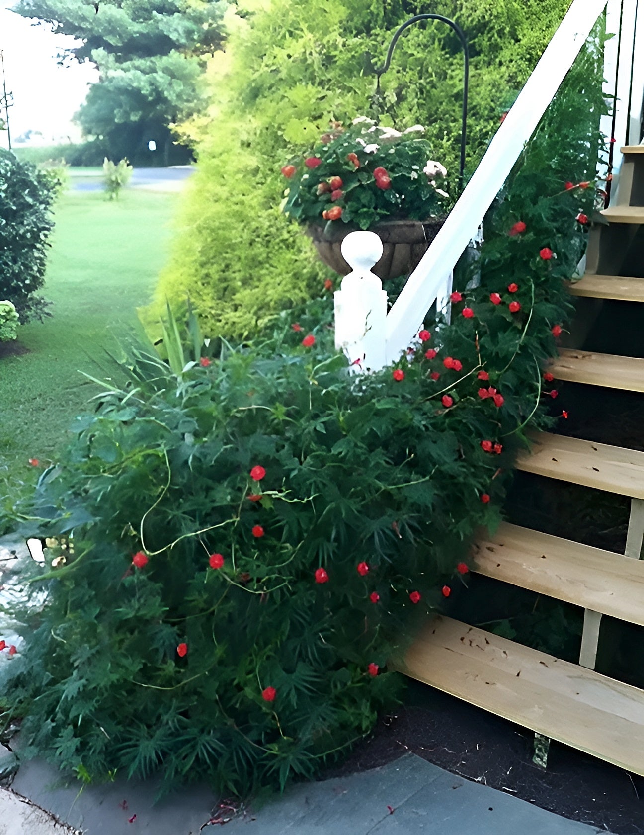Decorative evergreen Cardinal Creeper Vine growing on stairs with red Star Glory flowers.  (Ipomoea quamoclit)