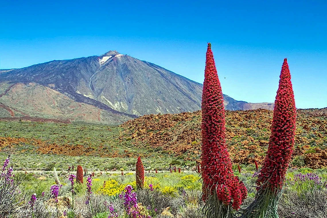 Red Tower of Jewels flower spikes with a mountain in the background