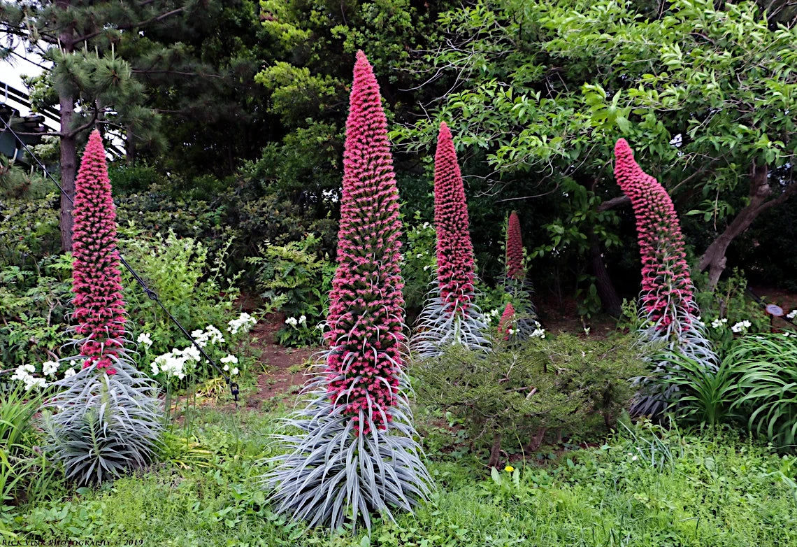 Tall, cone-shaped pink tower of jewels flowers with grayish leaves in a garden setting.