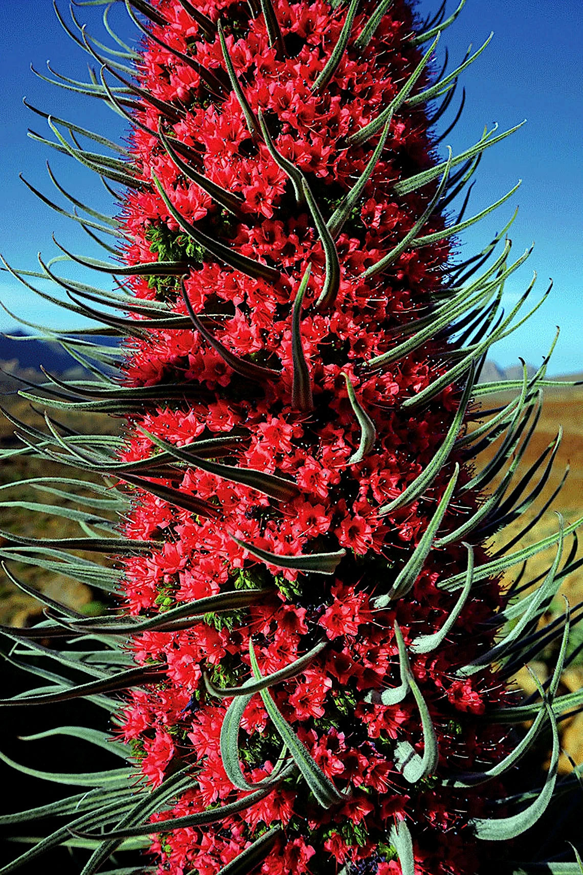 Tall plant with red tower of jewels flowers and green leaves against a blue sky