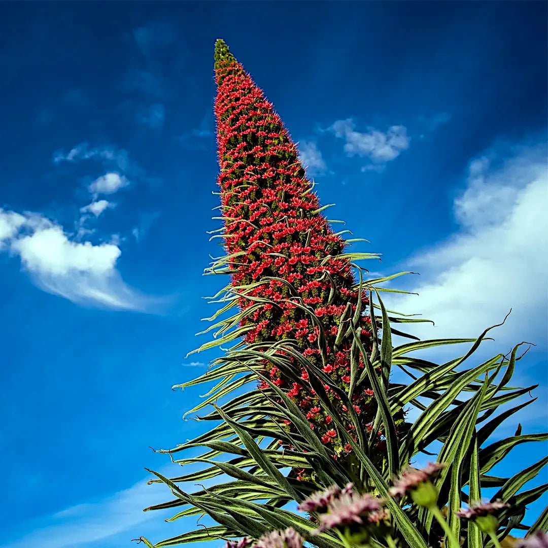 Tall Tower of Jewels plant with red flowers against a blue sky