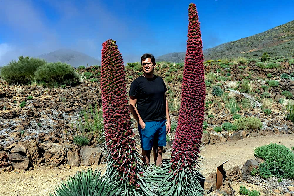 Person standing between two tall, red Tower of Jewels flower plants in a desert landscape with mountains in the background. (Echium wildpretii)