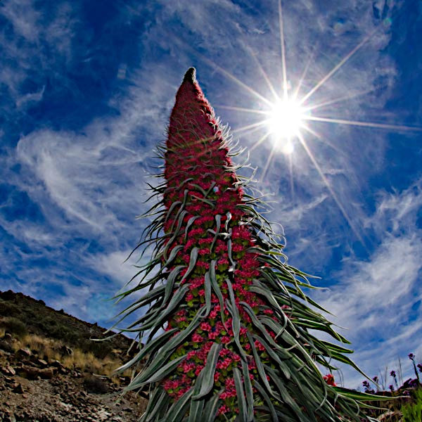 Tall, spiky Tower of Jewels plant with red flowers against a blue sky with sun and clouds. (Echium wildpretii)