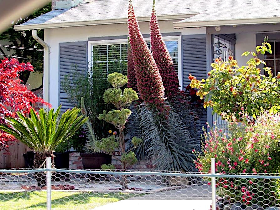 Red Tower of Jewels garden in front of a house with a metal fence. (Echium wildpretii)