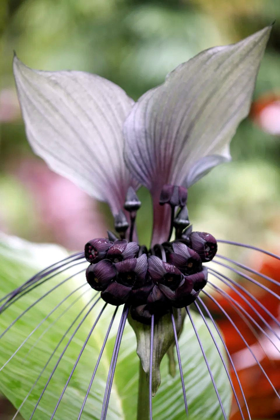 Close-up of a unique white bat flower with long, thin petals and a central cluster of smaller flowers.