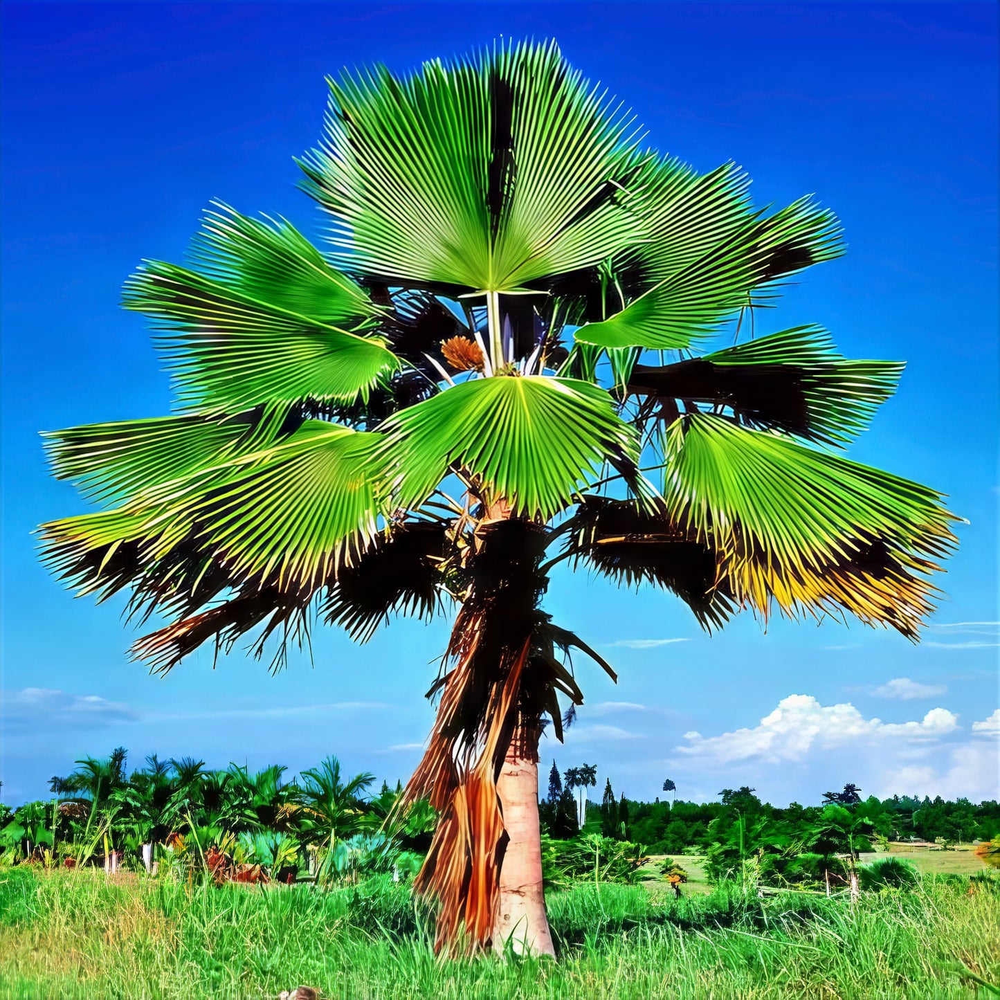 Figi Fan palm tree (Pritchardia pacificain) a tropical field with a clear blue sky