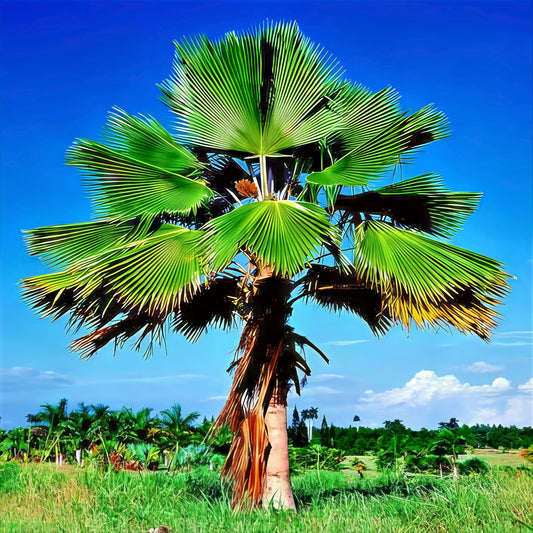 Figi Fan palm tree (Pritchardia pacificain) a tropical field with a clear blue sky