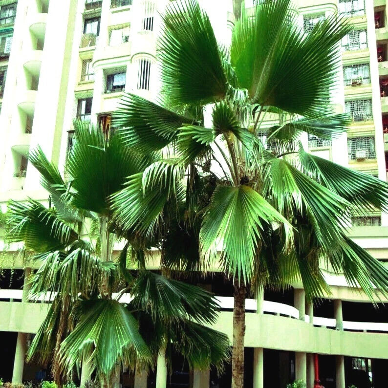 Fiji Fan Palm trees in front of a building