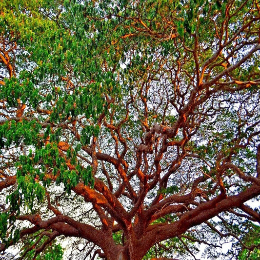 Large Formosan Koa Tree (Acacia confusa) with intricate branches and green leaves against a clear sky
