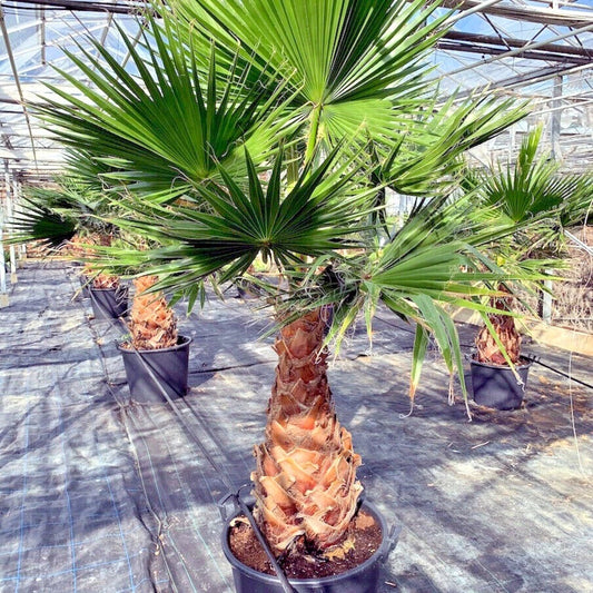 Potted Mexican fan palm  (Washingtonia robusta) trees in a greenhouse setting